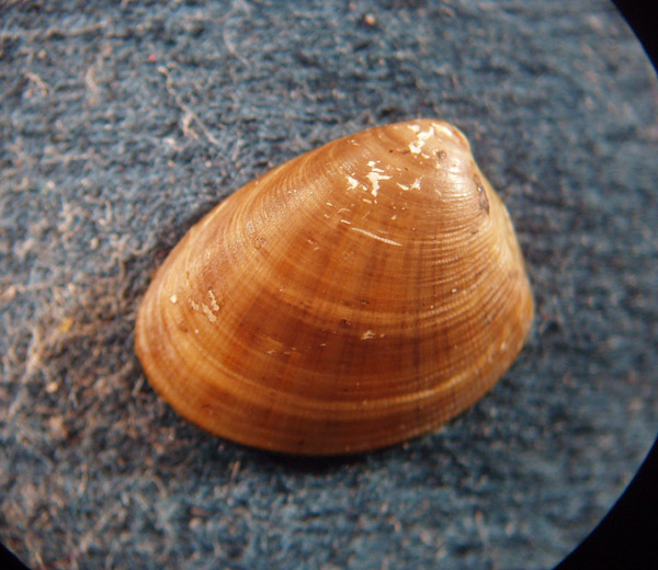 Nucula nitidosa